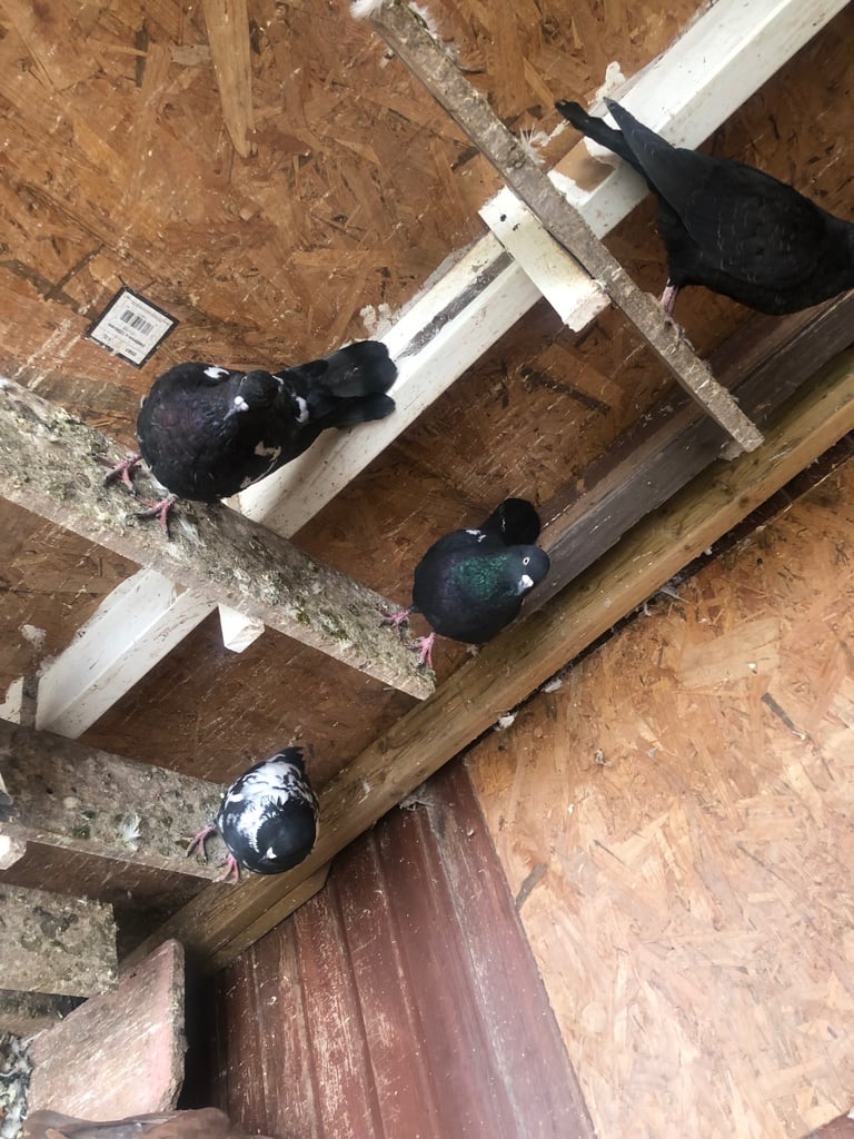 Pigeon 
