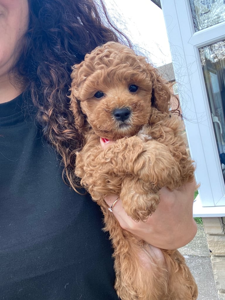 image for Cavapoochon 