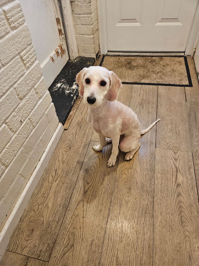 7 month female cavapoo