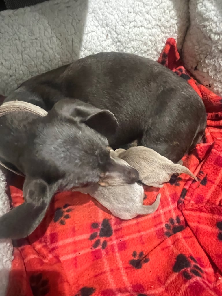 Dachshund miniature puppies 