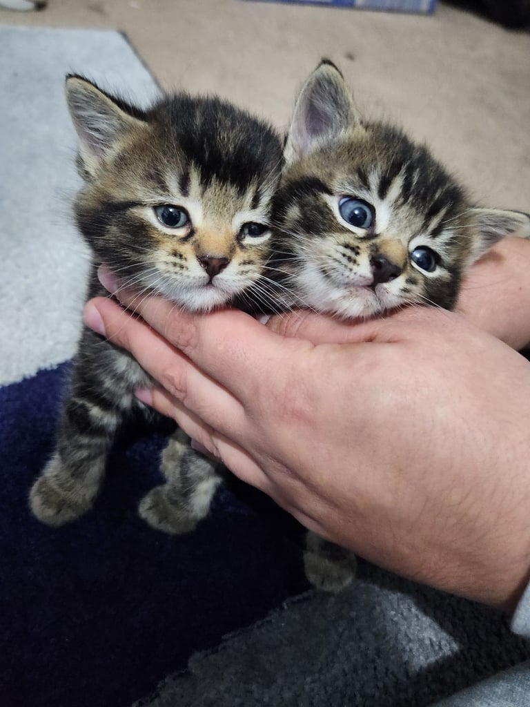 Gorgeous British Kittens For Sale 