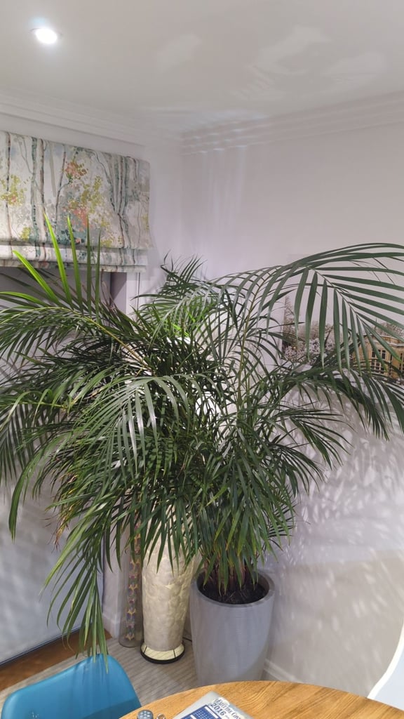 image for Areca Large Plant