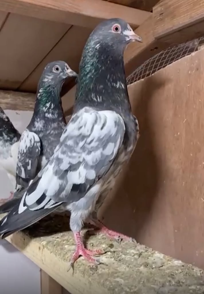 Pakistani Hi- flying  pigeons 