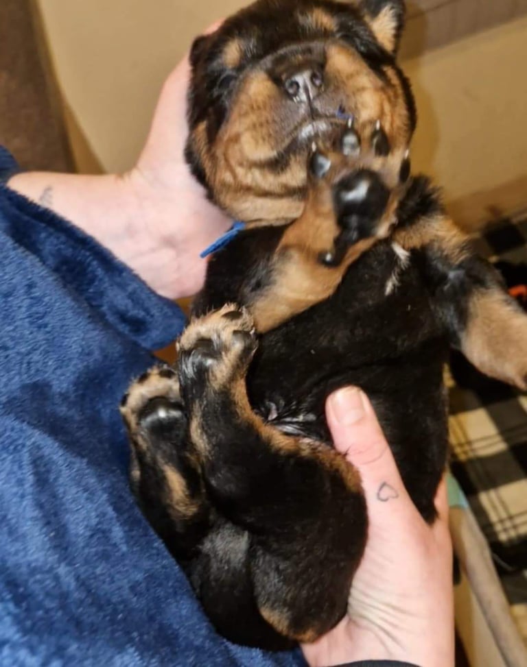 image for Rottweiler puppies 