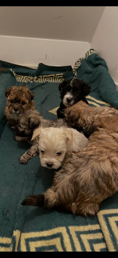 image for Bichon frise puppies 