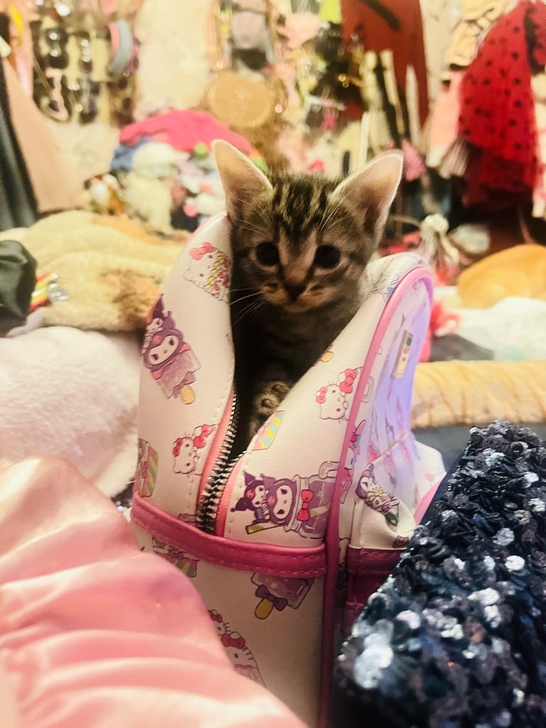 Beautiful little kitties 