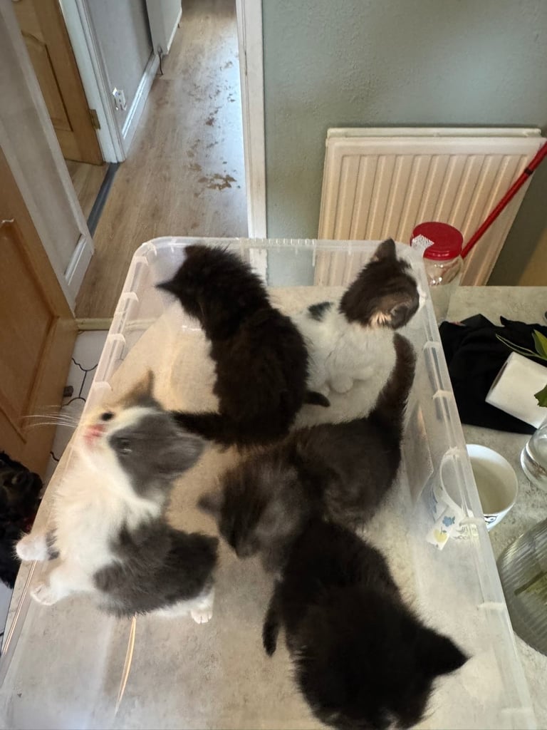 5 kittens ready for forever homes 