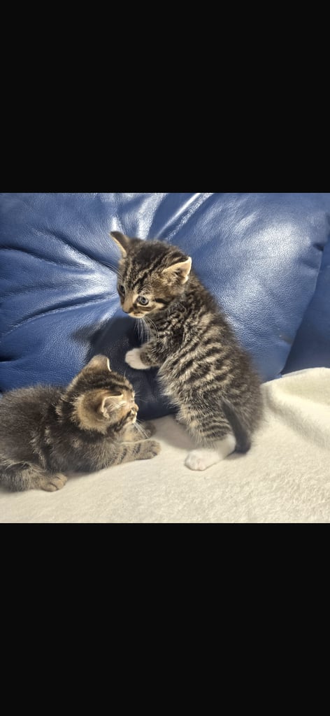 Adorable kittens mixed Bengal