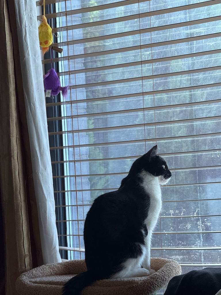 Tuxedo Cute cat for a good home due to travel