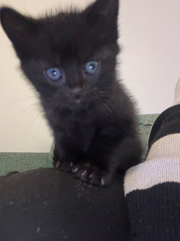 3 kittens ready for new home 