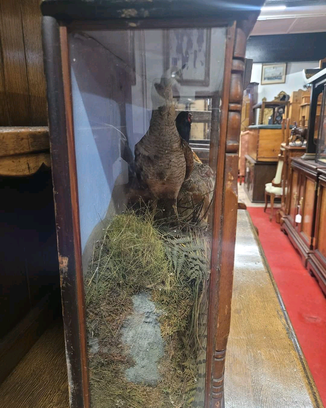 Taxidermy Pheasant and Woodcock in Glass Case.
