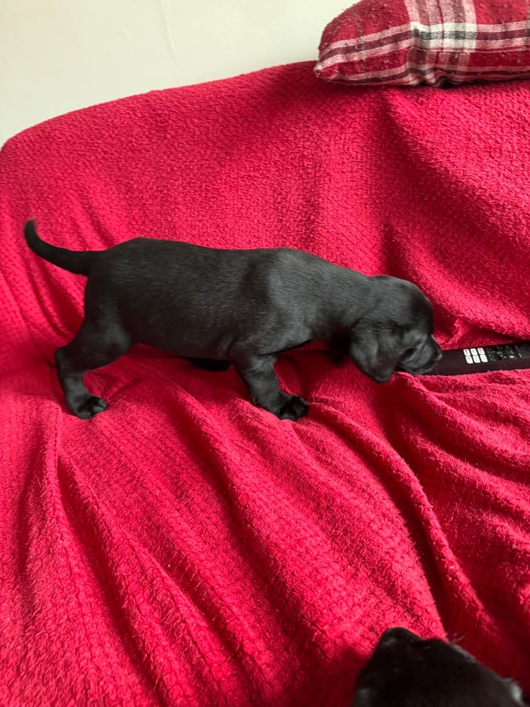 Labrador Pups - 3 black girls 