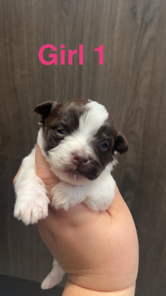 Jackapoo puppies