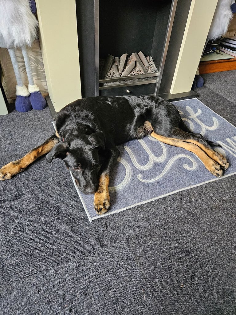 New forever home needed.