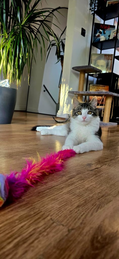 Male British long hair / Maine coon 6 month old - neutered, jabbed etc 