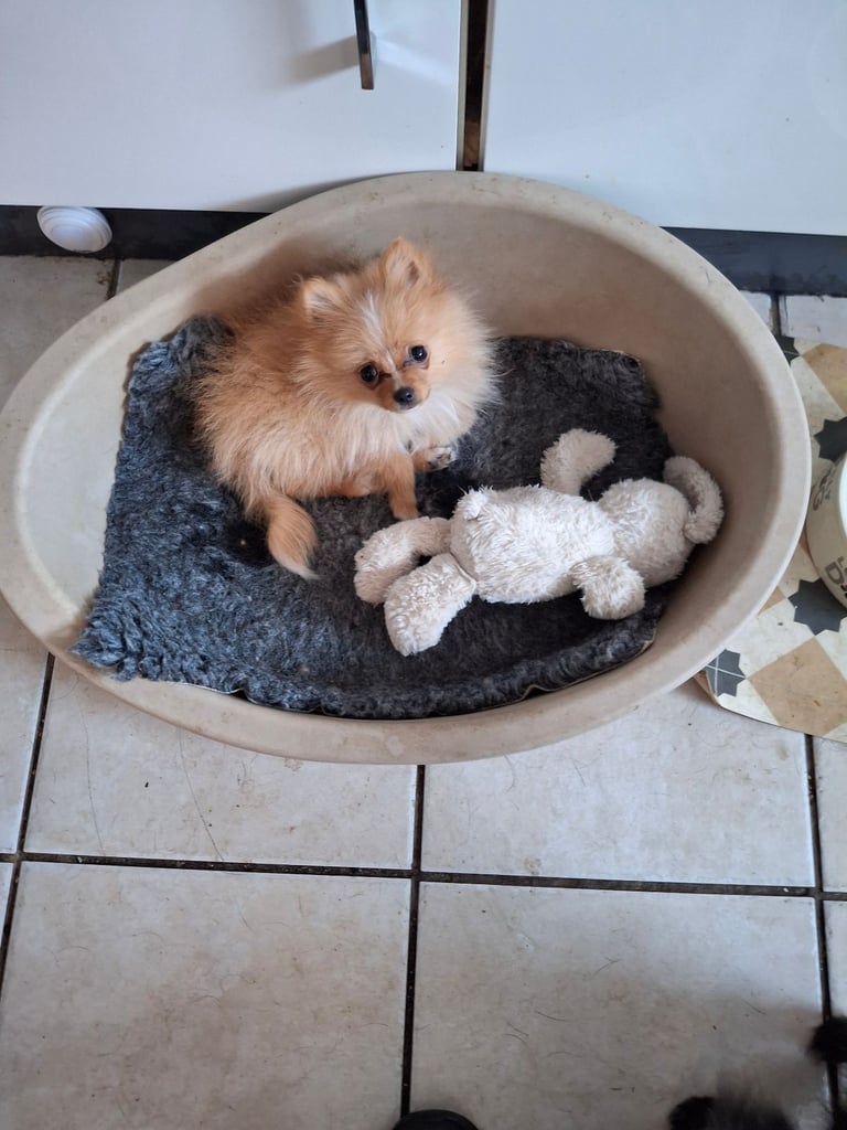 Female Pomeranian 