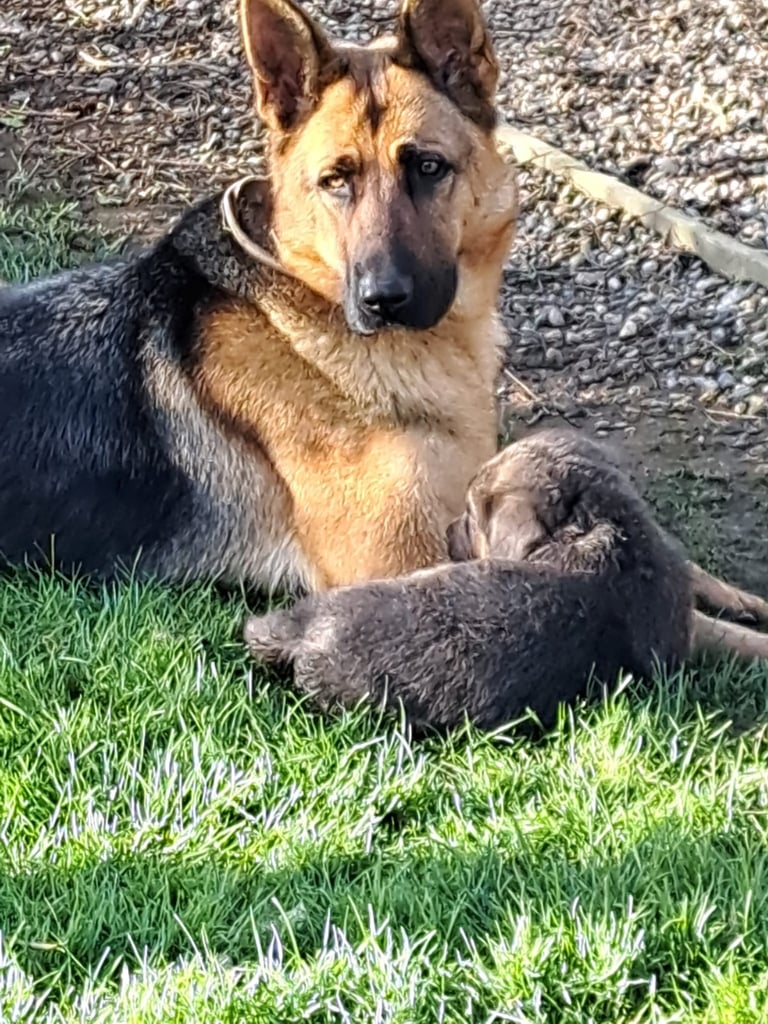 German shepherd pups 