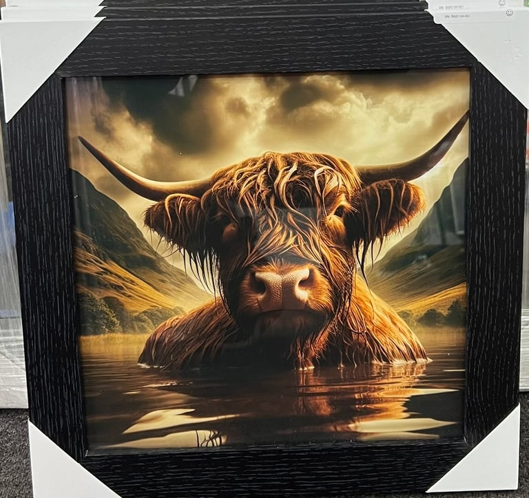 Highland cow pic with black frame New & Availabel 37x37cn