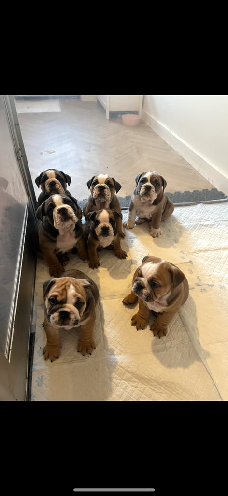 English bulldogs puppies for sale