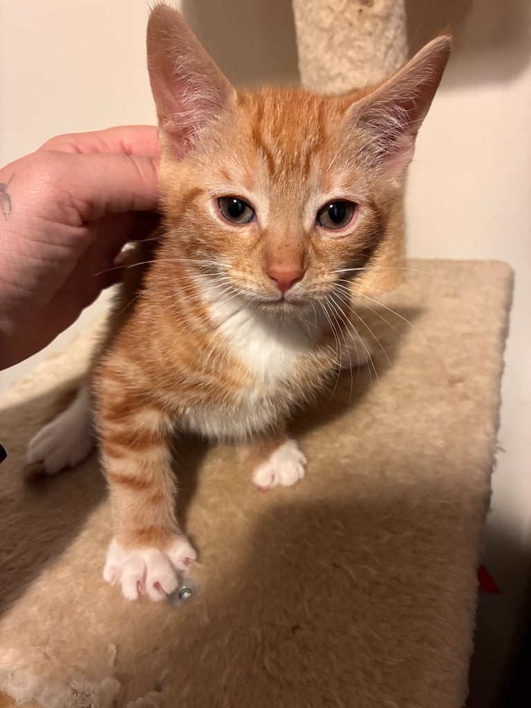 Kittens for sale 