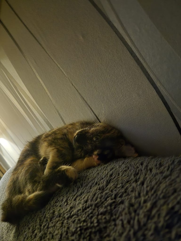 2 kittens for sale either together or separate 