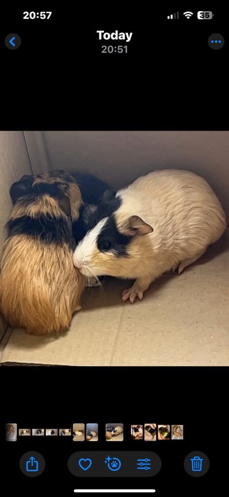 Baby guinea pigs