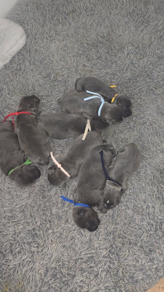 Staffordshire Bull Terriers