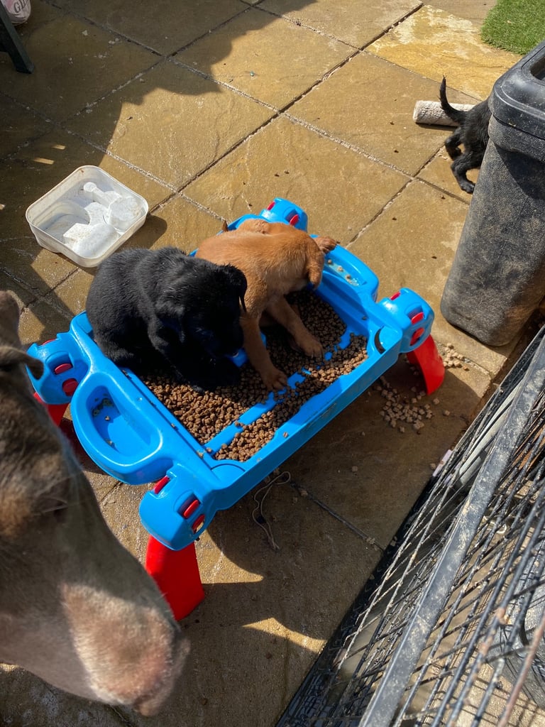 READY NOW Kc reg Labrador puppies both jabs microchip flea worm insured 