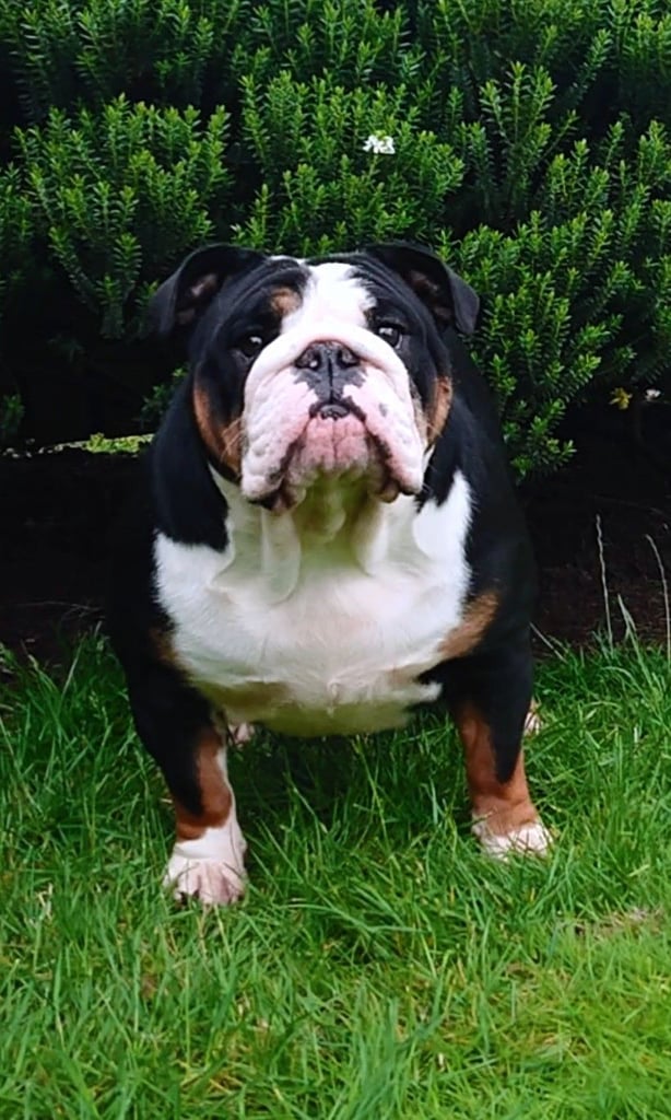 English bulldog puppies