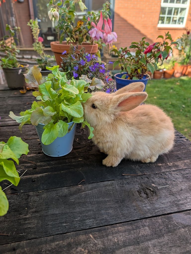 image for Beautiful light brown mini lop rabbit 9 weeks old