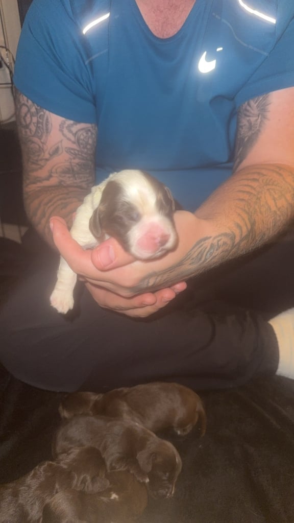 Cocker spaniel puppies