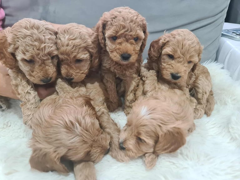 Sweet 6 Puppies