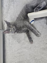 READY NOW, 1 x girl left * Blue maine coon kittens GCCF Registered 