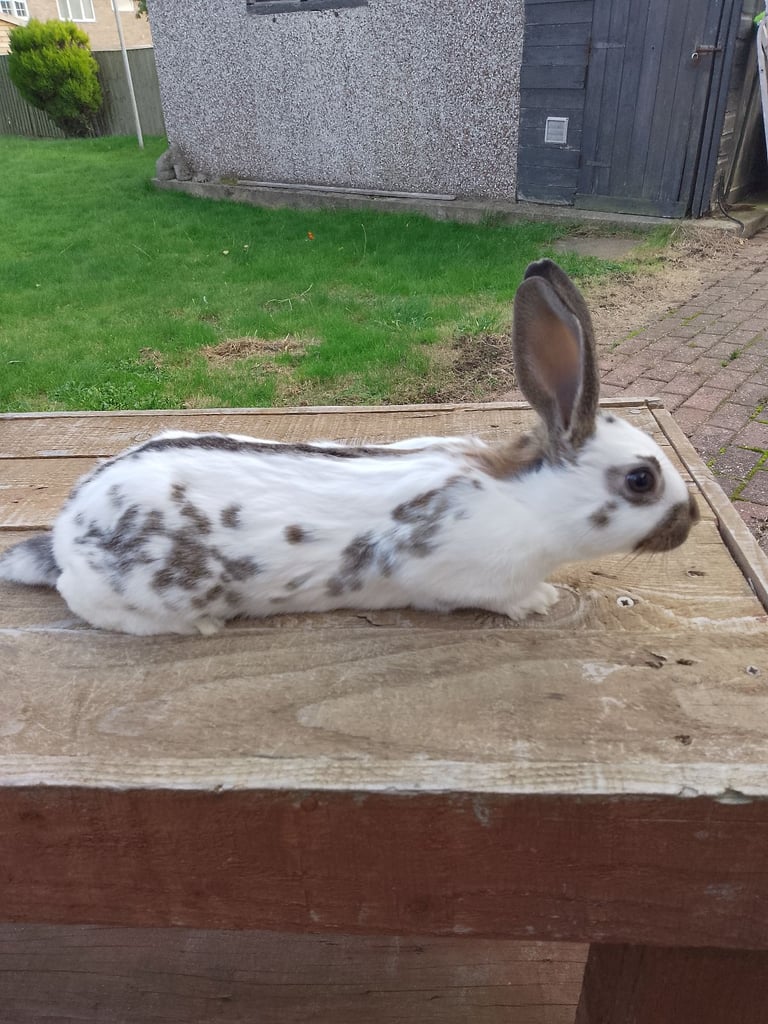Baby English rabbits for sale 