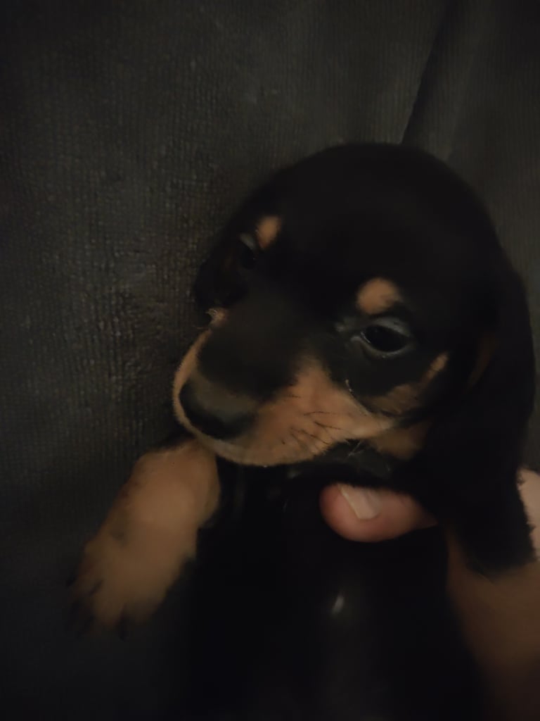 Miniature Dachshund puppies for sale 