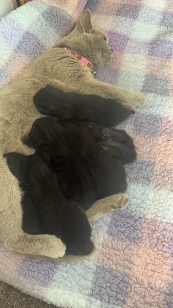 X breed bsh kittens 2 Little boys left   PRICE REDUCED 
