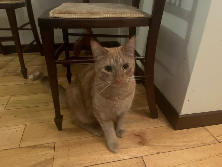 Gorgeous male cat
