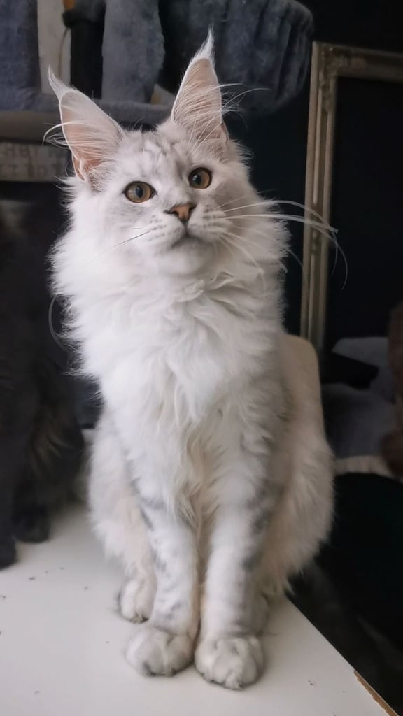 High Silver Maine Coon Boys 