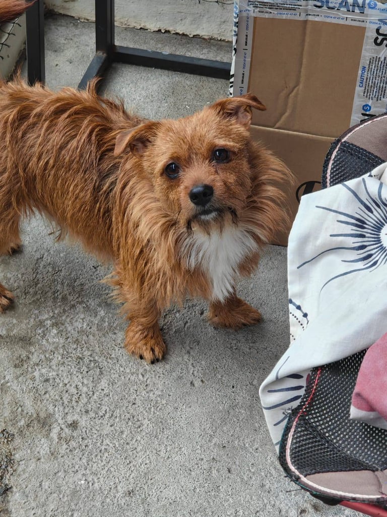 Northfork terrier looking for home 