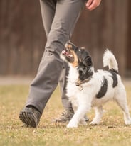 Wanted - venue for dog training classes 