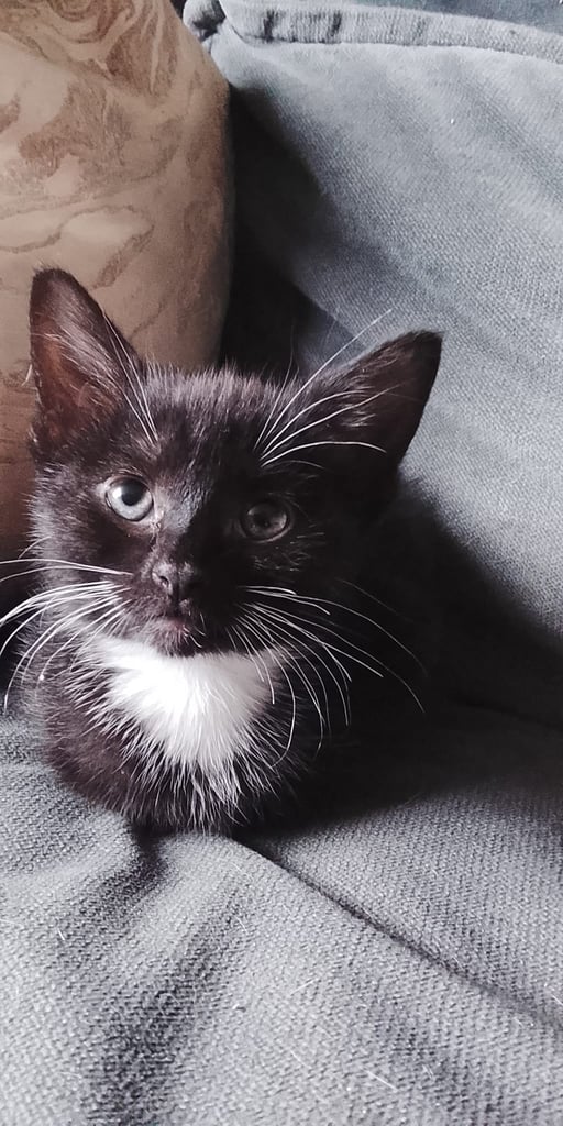 2 adorable tuxedo female kittens