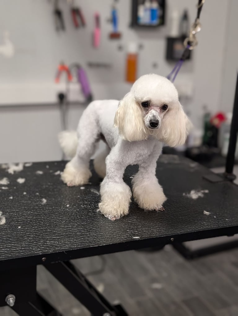 Toy poodle puppy 