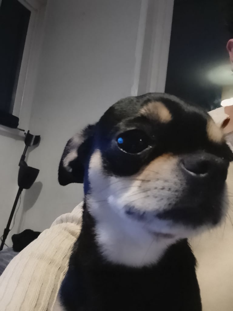 Chihuahua 