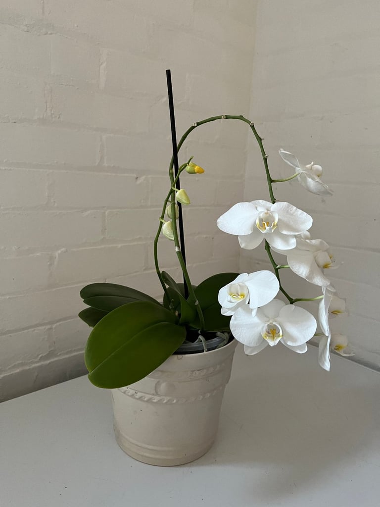 image for Orchid in Ceramic Pot