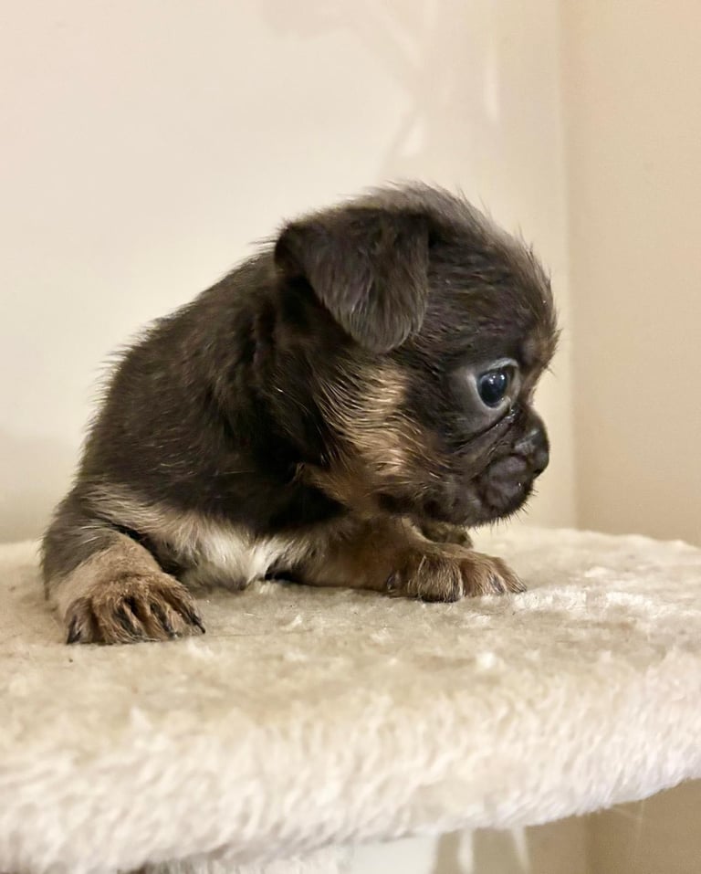  2 gorgeous puppies ready to leave 