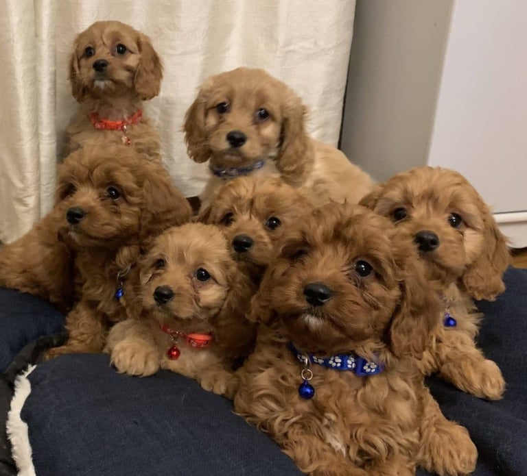 Stunning cavapoo Puppies