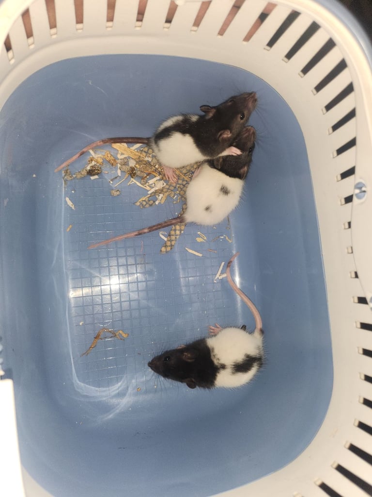 3 girls left Topeard&dumbos on way soon