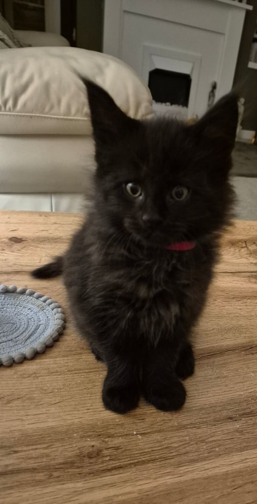 Full Bred Mainecoons For Sale
