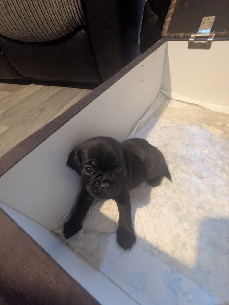 Pug cross puppies