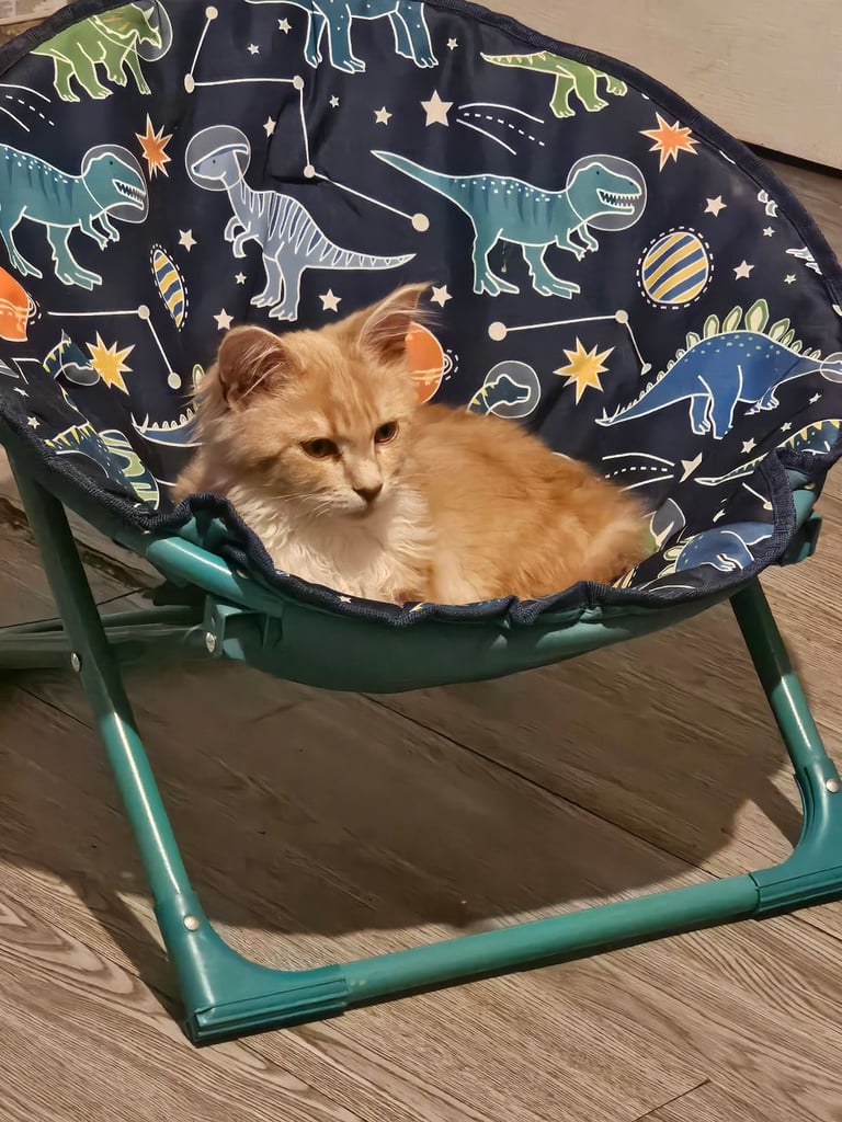 Female main coon for sale